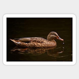 Wet Mallard Sticker